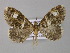  ( - BC ZSM Lep 03913)  @14 [ ] CreativeCommons - Attribution Non-Commercial Share-Alike (2010) Unspecified SNSB, Zoologische Staatssammlung Muenchen