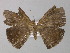  ( - BC ZSM Lep 03916)  @12 [ ] CreativeCommons - Attribution Non-Commercial Share-Alike (2010) Unspecified SNSB, Zoologische Staatssammlung Muenchen