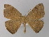  ( - BC ZSM Lep 03918)  @13 [ ] CreativeCommons - Attribution Non-Commercial Share-Alike (2010) Unspecified SNSB, Zoologische Staatssammlung Muenchen