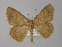  ( - BC ZSM Lep 03920)  @13 [ ] CreativeCommons - Attribution Non-Commercial Share-Alike (2010) Unspecified SNSB, Zoologische Staatssammlung Muenchen