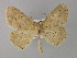  ( - BC ZSM Lep 03921)  @14 [ ] CreativeCommons - Attribution Non-Commercial Share-Alike (2010) Unspecified SNSB, Zoologische Staatssammlung Muenchen
