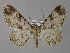  ( - BC ZSM Lep 03925)  @14 [ ] CreativeCommons - Attribution Non-Commercial Share-Alike (2010) Unspecified SNSB, Zoologische Staatssammlung Muenchen