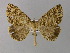  ( - BC ZSM Lep 03927)  @13 [ ] CreativeCommons - Attribution Non-Commercial Share-Alike (2010) Unspecified SNSB, Zoologische Staatssammlung Muenchen