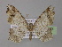  (Macaria bejucoariaGB01Ec - BC ZSM Lep 03943)  @14 [ ] CreativeCommons - Attribution Non-Commercial Share-Alike (2010) Unspecified SNSB, Zoologische Staatssammlung Muenchen