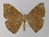  ( - BC ZSM Lep 03950)  @14 [ ] CreativeCommons - Attribution Non-Commercial Share-Alike (2010) Unspecified SNSB, Zoologische Staatssammlung Muenchen