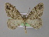  ( - BC ZSM Lep 04022)  @14 [ ] CreativeCommons - Attribution Non-Commercial Share-Alike (2010) Unspecified SNSB, Zoologische Staatssammlung Muenchen
