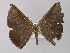  ( - BC ZSM Lep 04026)  @13 [ ] CreativeCommons - Attribution Non-Commercial Share-Alike (2010) Unspecified SNSB, Zoologische Staatssammlung Muenchen
