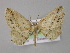  ( - BC ZSM Lep 04036)  @13 [ ] CreativeCommons - Attribution Non-Commercial Share-Alike (2010) Unspecified SNSB, Zoologische Staatssammlung Muenchen
