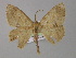  ( - BC ZSM Lep 04041)  @13 [ ] CreativeCommons - Attribution Non-Commercial Share-Alike (2010) Unspecified SNSB, Zoologische Staatssammlung Muenchen