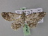  ( - BC ZSM Lep 04059)  @13 [ ] CreativeCommons - Attribution Non-Commercial Share-Alike (2010) Unspecified SNSB, Zoologische Staatssammlung Muenchen