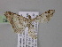  ( - BC ZSM Lep 04082)  @12 [ ] CreativeCommons - Attribution Non-Commercial Share-Alike (2010) Unspecified SNSB, Zoologische Staatssammlung Muenchen