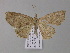  ( - BC ZSM Lep 04117)  @13 [ ] CreativeCommons - Attribution Non-Commercial Share-Alike (2010) Unspecified SNSB, Zoologische Staatssammlung Muenchen
