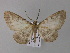  ( - BC ZSM Lep 04118)  @14 [ ] CreativeCommons - Attribution Non-Commercial Share-Alike (2010) Unspecified SNSB, Zoologische Staatssammlung Muenchen
