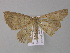  ( - BC ZSM Lep 04120)  @12 [ ] CreativeCommons - Attribution Non-Commercial Share-Alike (2010) Unspecified SNSB, Zoologische Staatssammlung Muenchen
