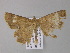  ( - BC ZSM Lep 04124)  @12 [ ] CreativeCommons - Attribution Non-Commercial Share-Alike (2010) Unspecified SNSB, Zoologische Staatssammlung Muenchen