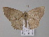  ( - BC ZSM Lep 04125)  @13 [ ] CreativeCommons - Attribution Non-Commercial Share-Alike (2010) Unspecified SNSB, Zoologische Staatssammlung Muenchen