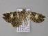  ( - BC ZSM Lep 04127)  @13 [ ] CreativeCommons - Attribution Non-Commercial Share-Alike (2010) Unspecified SNSB, Zoologische Staatssammlung Muenchen