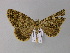  ( - BC ZSM Lep 04129)  @13 [ ] CreativeCommons - Attribution Non-Commercial Share-Alike (2010) Unspecified SNSB, Zoologische Staatssammlung Muenchen