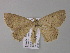  (Isochromodes palumbataAH04Ec - BC ZSM Lep 04130)  @14 [ ] CreativeCommons - Attribution Non-Commercial Share-Alike (2010) Unspecified SNSB, Zoologische Staatssammlung Muenchen