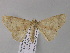  ( - BC ZSM Lep 04131)  @13 [ ] CreativeCommons - Attribution Non-Commercial Share-Alike (2010) Unspecified SNSB, Zoologische Staatssammlung Muenchen