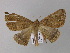  ( - BC ZSM Lep 04134)  @13 [ ] CreativeCommons - Attribution Non-Commercial Share-Alike (2010) Unspecified SNSB, Zoologische Staatssammlung Muenchen