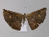  ( - BC ZSM Lep 04135)  @13 [ ] CreativeCommons - Attribution Non-Commercial Share-Alike (2010) Unspecified SNSB, Zoologische Staatssammlung Muenchen