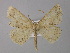  (Isochromodes AH37Ec - BC ZSM Lep 04144)  @14 [ ] CreativeCommons - Attribution Non-Commercial Share-Alike (2010) Unspecified SNSB, Zoologische Staatssammlung Muenchen