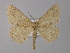  (Isochromodes AH34Ec - BC ZSM Lep 04145)  @14 [ ] CreativeCommons - Attribution Non-Commercial Share-Alike (2010) Unspecified SNSB, Zoologische Staatssammlung Muenchen