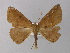  (Herbita chiomaria - BC ZSM Lep 04150)  @14 [ ] CreativeCommons - Attribution Non-Commercial Share-Alike (2010) Unspecified SNSB, Zoologische Staatssammlung Muenchen