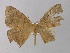  ( - BC ZSM Lep 04151)  @13 [ ] CreativeCommons - Attribution Non-Commercial Share-Alike (2010) Unspecified SNSB, Zoologische Staatssammlung Muenchen