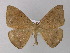  ( - BC ZSM Lep 04152)  @13 [ ] CreativeCommons - Attribution Non-Commercial Share-Alike (2010) Unspecified SNSB, Zoologische Staatssammlung Muenchen