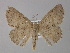  ( - BC ZSM Lep 04159)  @12 [ ] CreativeCommons - Attribution Non-Commercial Share-Alike (2010) Unspecified SNSB, Zoologische Staatssammlung Muenchen
