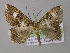  ( - BC ZSM Lep 04164)  @12 [ ] CreativeCommons - Attribution Non-Commercial Share-Alike (2010) Unspecified SNSB, Zoologische Staatssammlung Muenchen