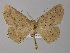  ( - BC ZSM Lep 04173)  @13 [ ] CreativeCommons - Attribution Non-Commercial Share-Alike (2010) Unspecified SNSB, Zoologische Staatssammlung Muenchen