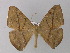  ( - BC ZSM Lep 04175)  @13 [ ] CreativeCommons - Attribution Non-Commercial Share-Alike (2010) Unspecified SNSB, Zoologische Staatssammlung Muenchen