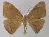  ( - BC ZSM Lep 04182)  @14 [ ] CreativeCommons - Attribution Non-Commercial Share-Alike (2010) Unspecified SNSB, Zoologische Staatssammlung Muenchen