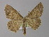  (Isochromodes palumbataAH03Ec - BC ZSM Lep 04185)  @14 [ ] CreativeCommons - Attribution Non-Commercial Share-Alike (2010) Unspecified SNSB, Zoologische Staatssammlung Muenchen