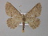  ( - BC ZSM Lep 04189)  @13 [ ] CreativeCommons - Attribution Non-Commercial Share-Alike (2010) Unspecified SNSB, Zoologische Staatssammlung Muenchen
