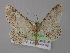  ( - BC ZSM Lep 04190)  @13 [ ] CreativeCommons - Attribution Non-Commercial Share-Alike (2010) Unspecified SNSB, Zoologische Staatssammlung Muenchen