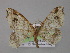 ( - BC ZSM Lep 04204)  @13 [ ] CreativeCommons - Attribution Non-Commercial Share-Alike (2010) Unspecified SNSB, Zoologische Staatssammlung Muenchen