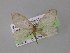  ( - BC ZSM Lep 04229)  @13 [ ] CreativeCommons - Attribution Non-Commercial Share-Alike (2010) Unspecified SNSB, Zoologische Staatssammlung Muenchen