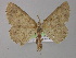  ( - BC ZSM Lep 04300)  @13 [ ] CreativeCommons - Attribution Non-Commercial Share-Alike (2010) Unspecified SNSB, Zoologische Staatssammlung Muenchen