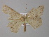  ( - BC ZSM Lep 04301)  @13 [ ] CreativeCommons - Attribution Non-Commercial Share-Alike (2010) Unspecified SNSB, Zoologische Staatssammlung Muenchen