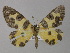  ( - BC ZSM Lep 04324)  @13 [ ] CreativeCommons - Attribution Non-Commercial Share-Alike (2010) Unspecified SNSB, Zoologische Staatssammlung Muenchen