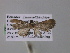  ( - BC ZSM Lep 03768)  @12 [ ] CreativeCommons - Attribution Non-Commercial Share-Alike (2010) Unspecified SNSB, Zoologische Staatssammlung Muenchen