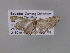  ( - BC ZSM Lep 03771)  @13 [ ] CreativeCommons - Attribution Non-Commercial Share-Alike (2010) Unspecified SNSB, Zoologische Staatssammlung Muenchen