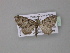  ( - BC ZSM Lep 03800)  @12 [ ] CreativeCommons - Attribution Non-Commercial Share-Alike (2010) Unspecified SNSB, Zoologische Staatssammlung Muenchen