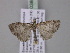  ( - BC ZSM Lep 03809)  @13 [ ] CreativeCommons - Attribution Non-Commercial Share-Alike (2010) Unspecified SNSB, Zoologische Staatssammlung Muenchen