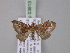  ( - BC ZSM Lep 03813)  @13 [ ] CreativeCommons - Attribution Non-Commercial Share-Alike (2010) Unspecified SNSB, Zoologische Staatssammlung Muenchen