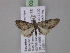  (Eupithecia AH50Ec - BC ZSM Lep 03818)  @14 [ ] CreativeCommons - Attribution Non-Commercial Share-Alike (2010) Unspecified SNSB, Zoologische Staatssammlung Muenchen